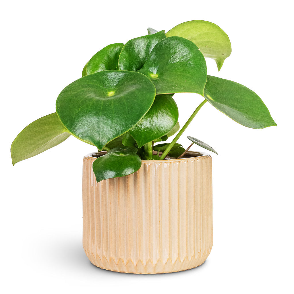 Peperomia polybotrya Raindrop 12x20cm House Plant In Willow Ribbed Pot Sepia 15x13cm