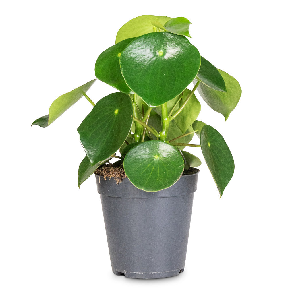 Peperomia-polybotrya-Raindrop-15x35cm