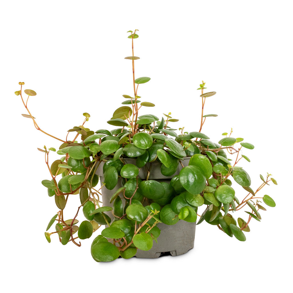 Peperomia prostrata Pepperspot - String of Coins