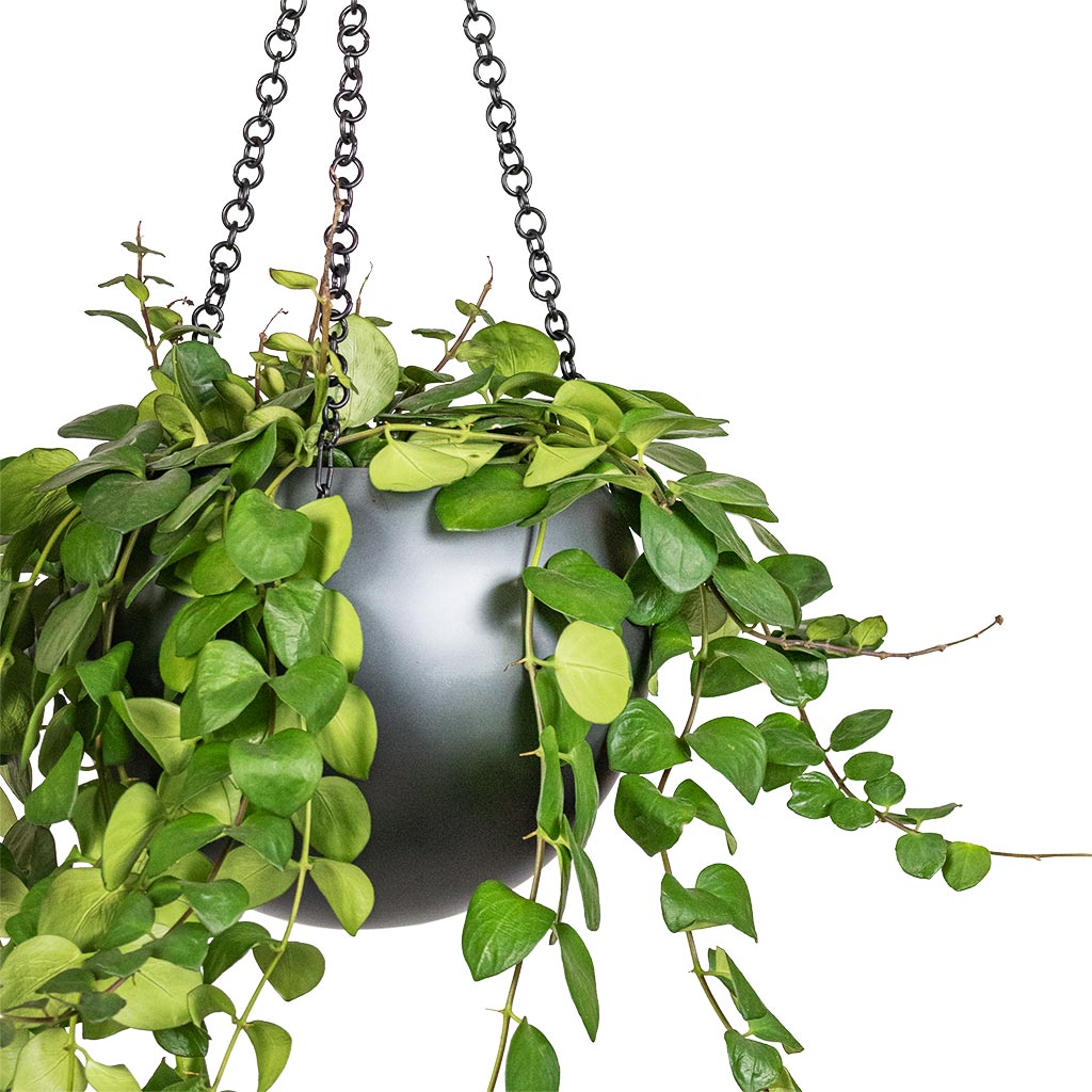 Gradient Hanging Plant Globe - Matt Grey