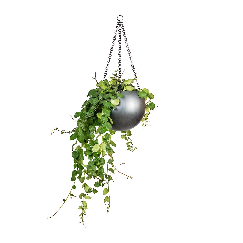 hanging plant globes Gradient Hanging Plant Globe - Matt Grey Planter | Hortology