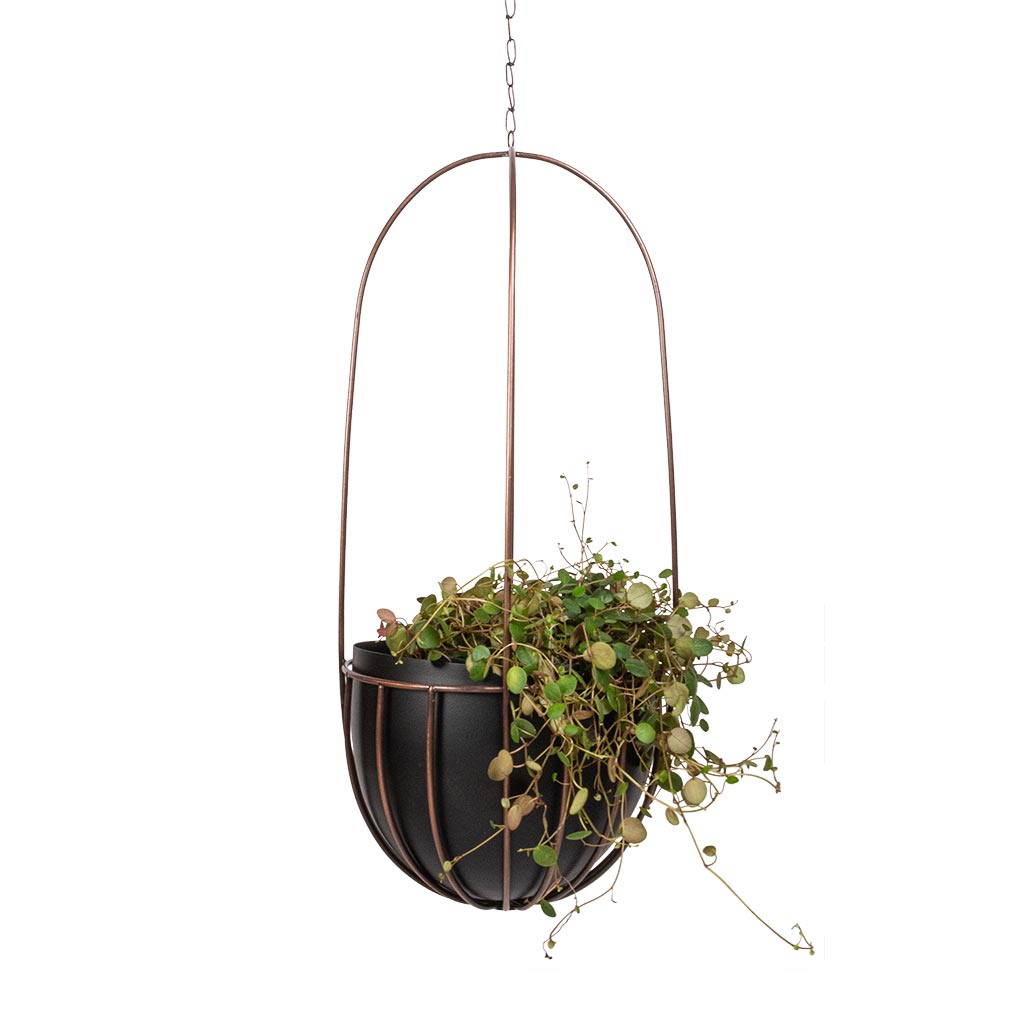 Peperomia prostrata Pepperspot - String of Coins & Kensington Tall Hanging Plant Pot - Copper