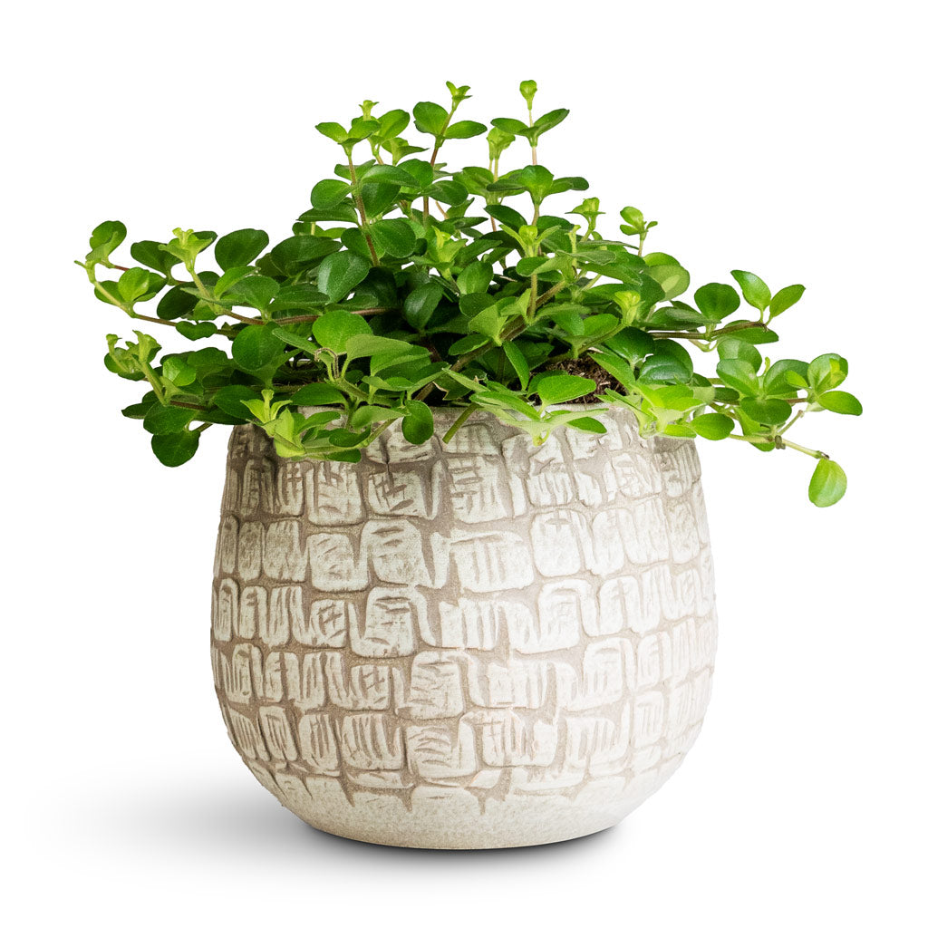 peperomia jade plant Peperomia rotundifolia - Trailing Jade Houseplant | Hortology