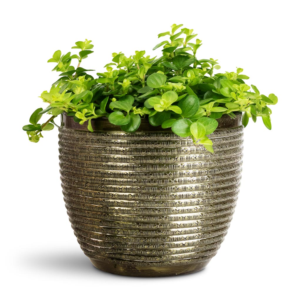 Peperomia rotundifolia Trailing Jade - 15x25cm In Elise Metal Pot Green - 17x15cm