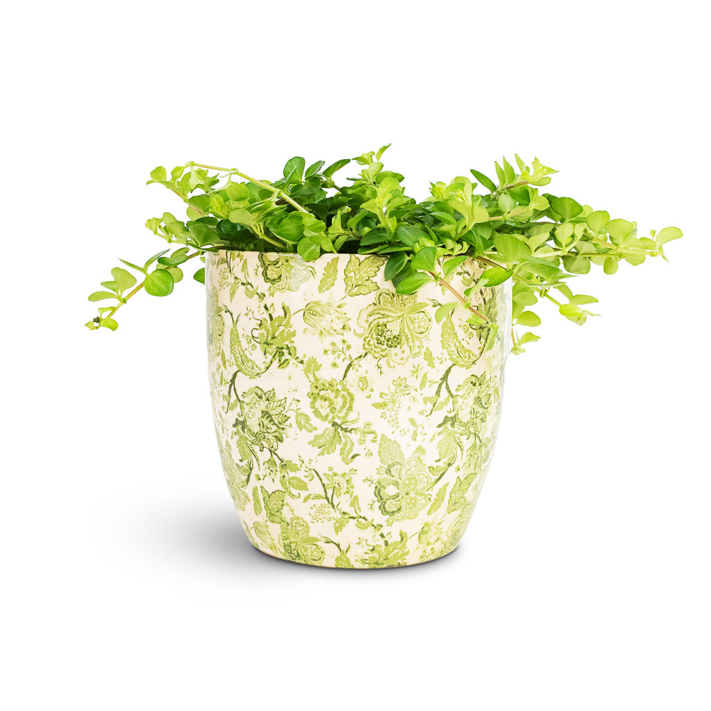 Peperomia rotundifolia Trailing Jade 15x25cm House Plant In Monza Pot Vintage Green 17x17cm