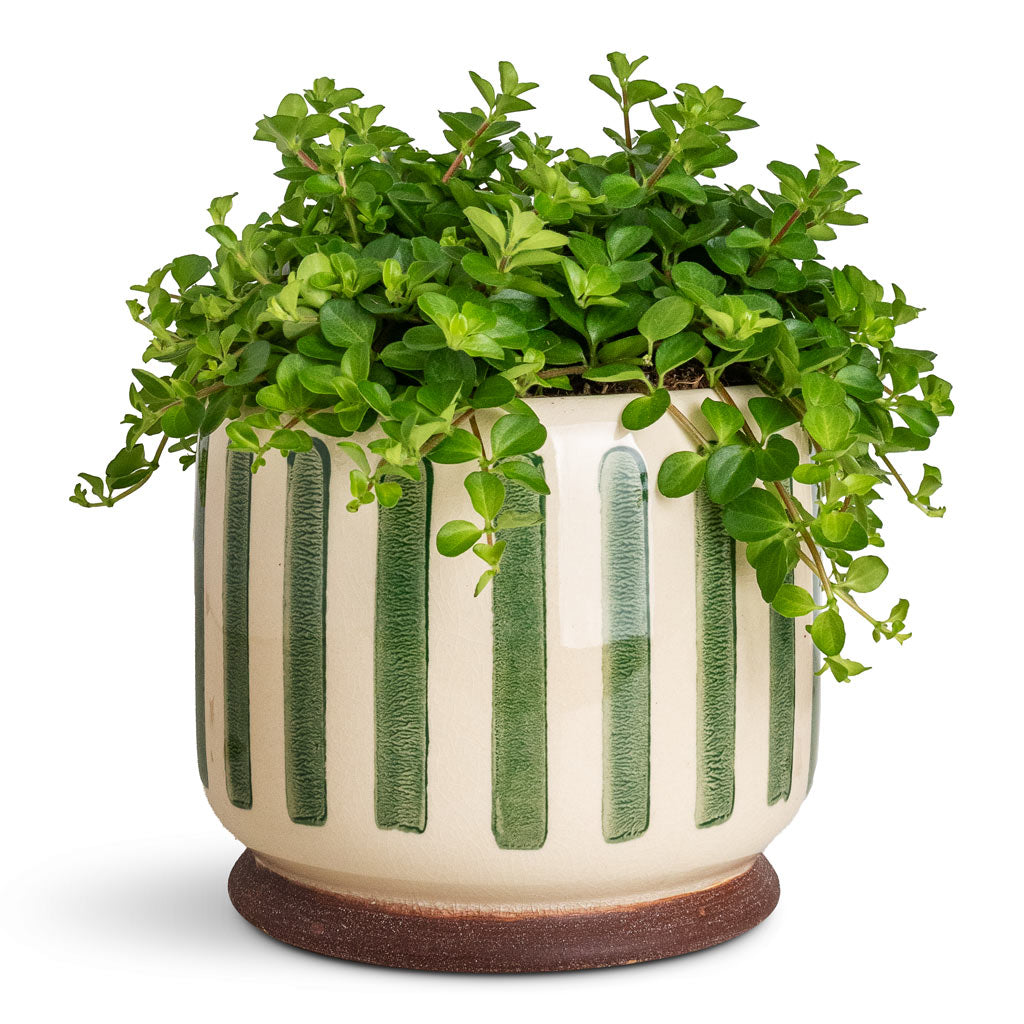Red Radiator Plant Peperomia - Radiator Plants - Buy Online | Hortology.co.uk - HORTOLOGY