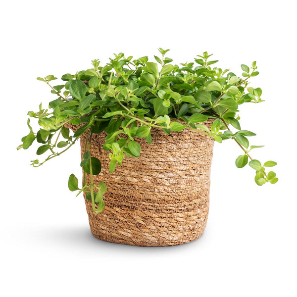 Nelis Plant Basket - Natural - Quality Plant Baskets | Hortology