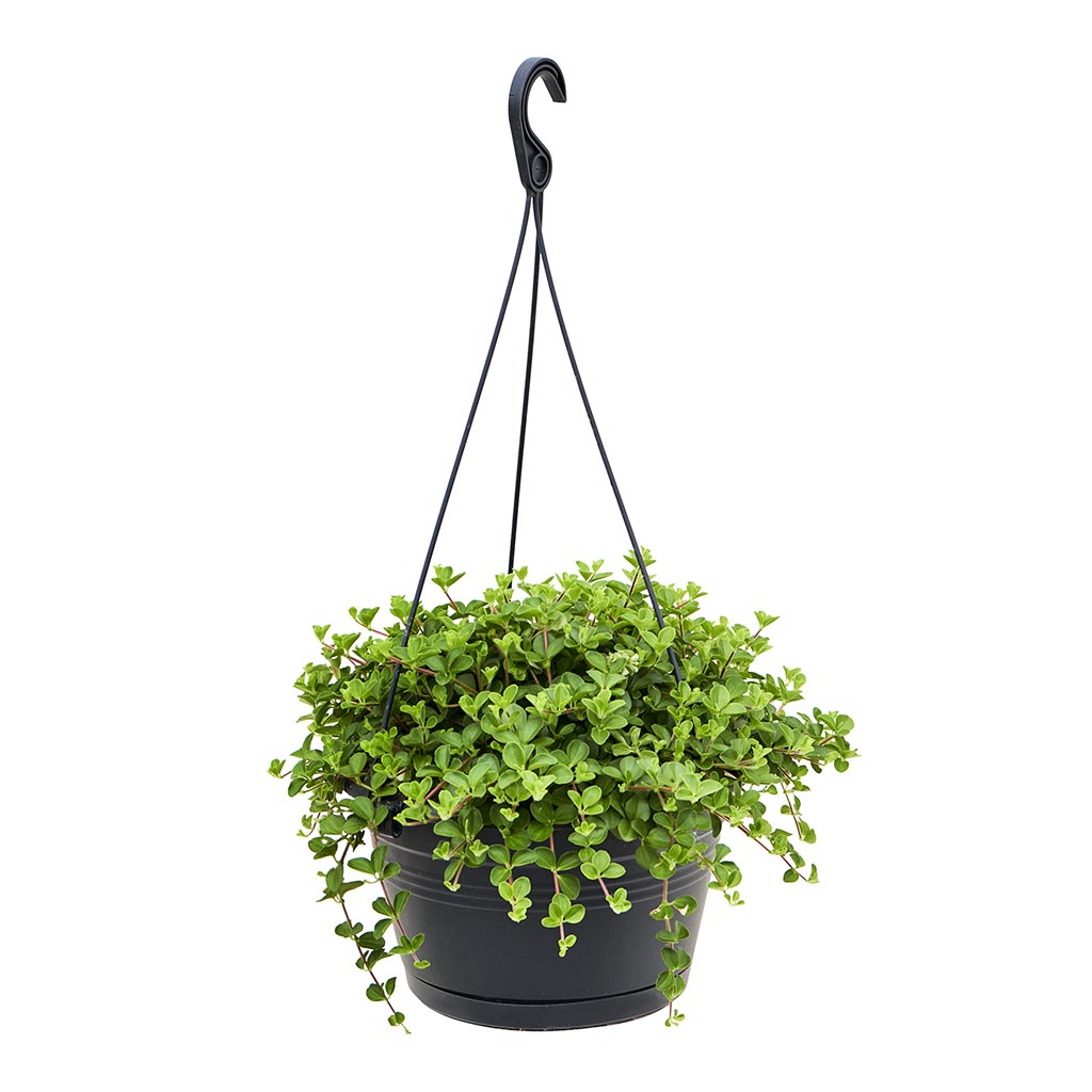 Peperomia rotundifolia - Trailing Jade Houseplant | Hortology - HORTOLOGY