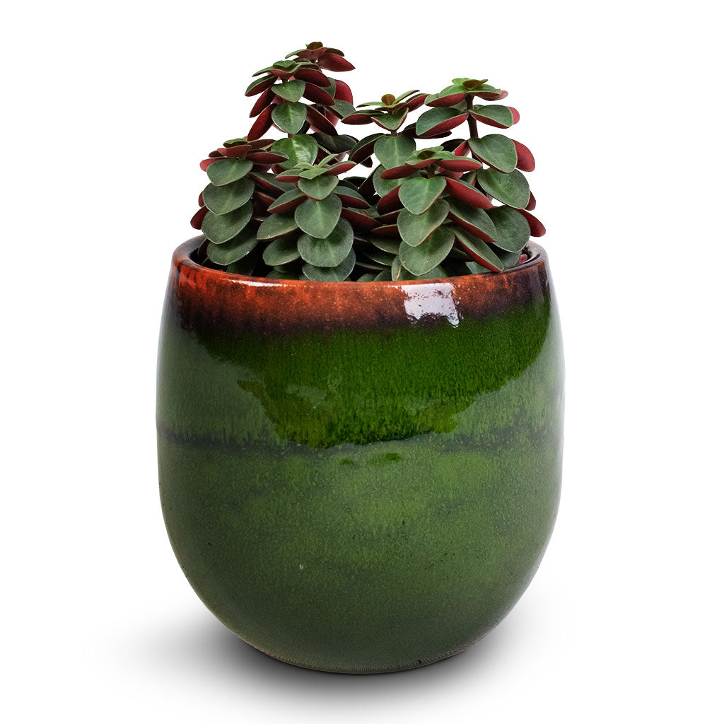 Peperomia verticillata Red Log & Charlotte Plant Pot - Green