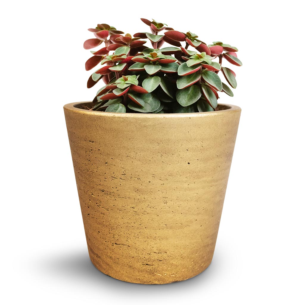 Mini Bucket Plant Pot - Metallic Gold