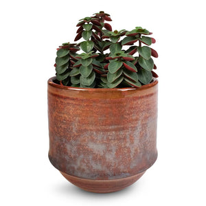 Peperomia verticillata Red Log & Noud Plant Pot - Copper