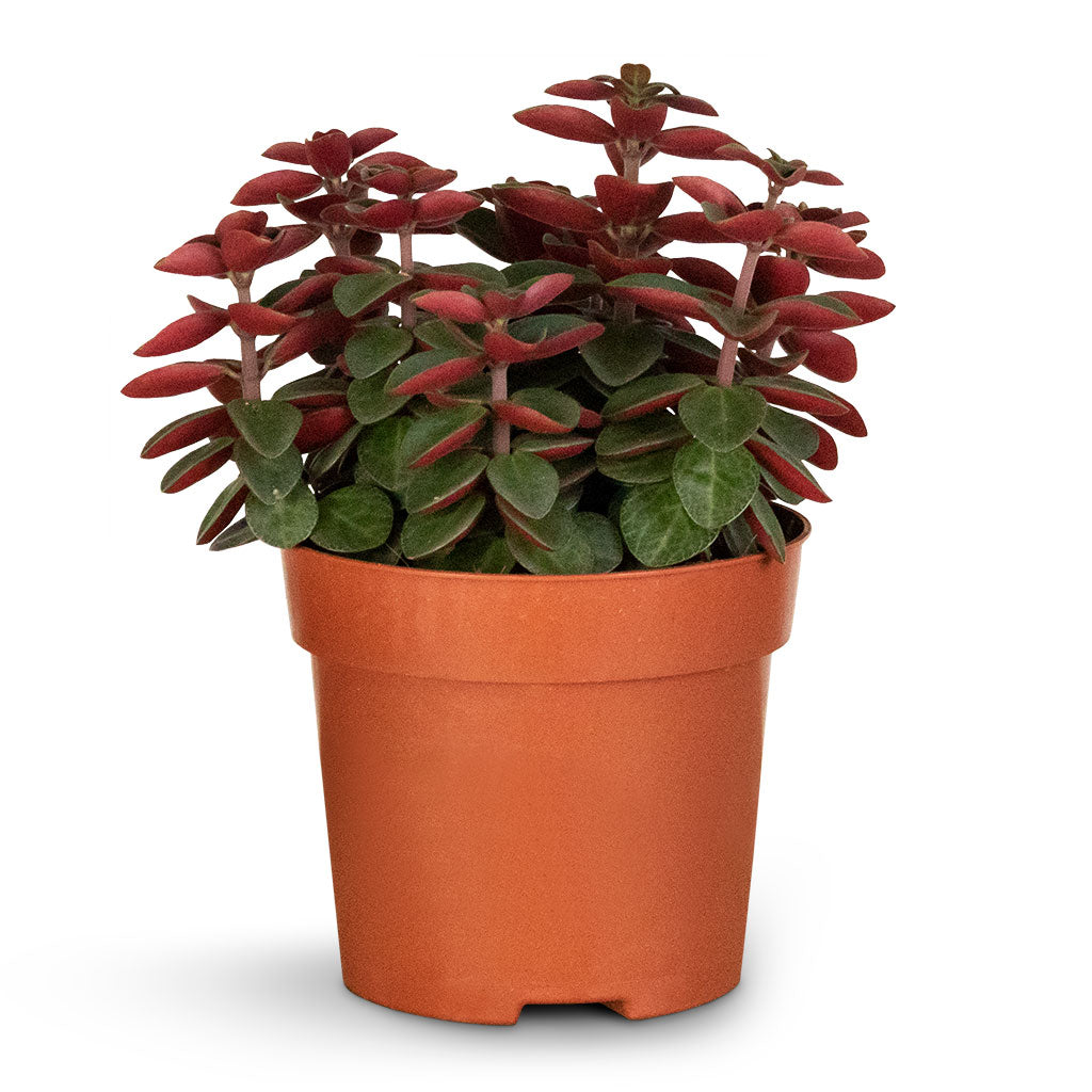red log succulent Peperomia verticillata Red Log - Quality Houseplants | Hortology