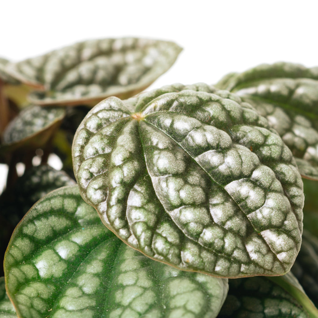 Peperomia caperata Burbella Close Up