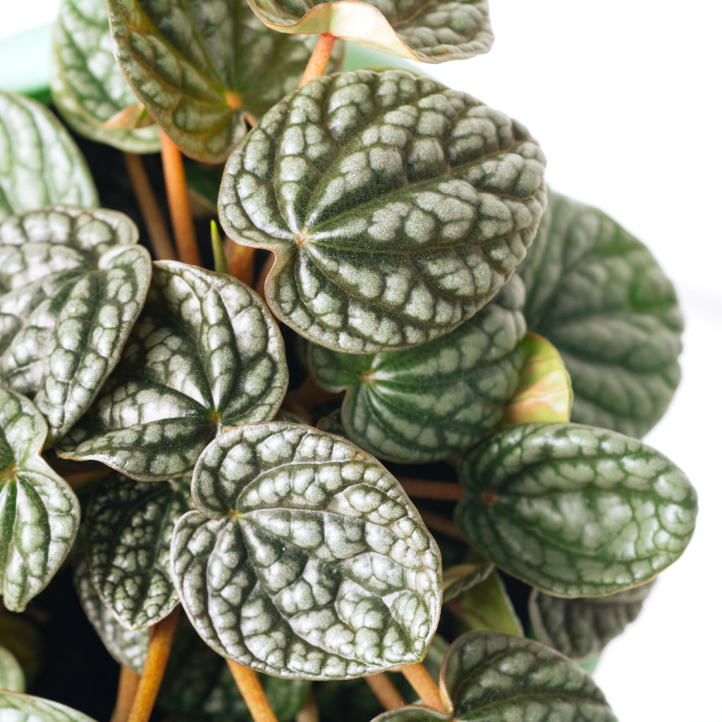 Peperomia caperata Burbella