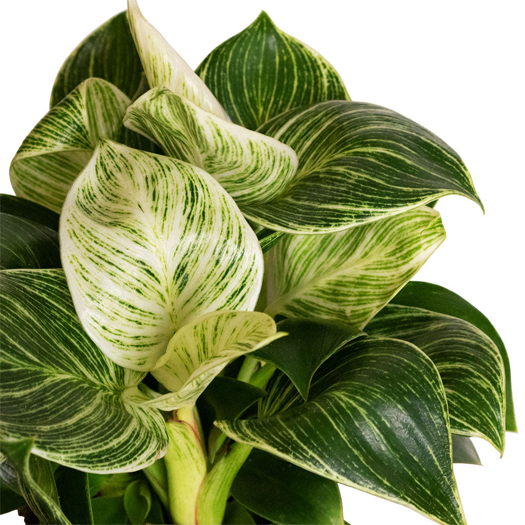 philodendron wave Philodendron White Wave - Quality Houseplants | Hortology