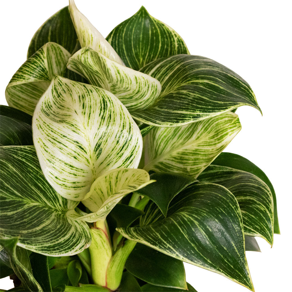 philodendron white wave vs birkin Philodendron White Wave - Quality Houseplants | Hortology