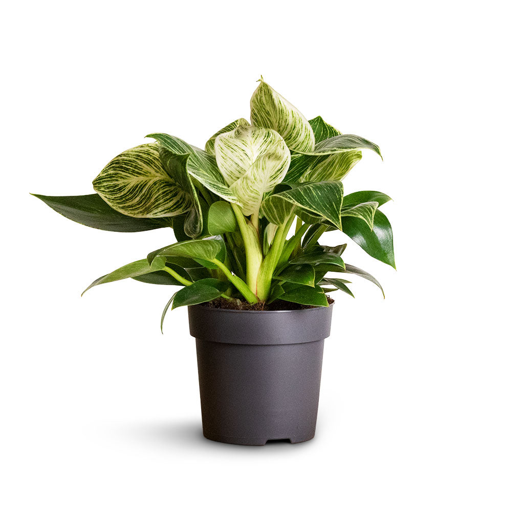 Philodendron Birkin - White Wave
