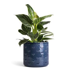 Philodendron Birkin - White Wave & Arley Plant Pot - Blue Dragonfly