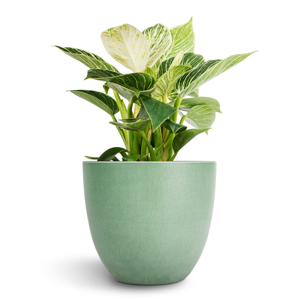 Philodendron Birkin - White Wave &amp; Bola Artstone Plant Pot - Thyme