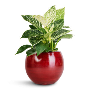 Philodendron Birkin - White Wave & Cresta Plant Pot - Deep Red