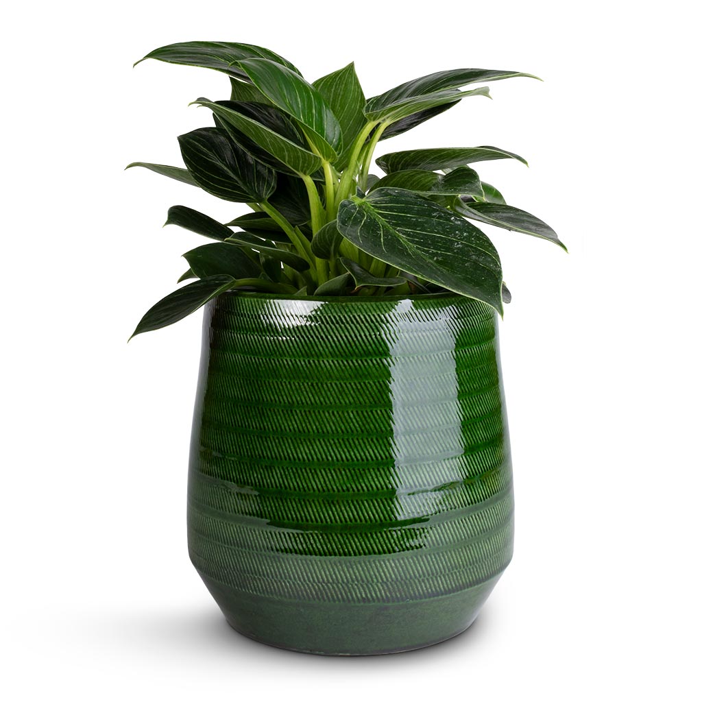 Philodendron Birkin - White Wave & Remi Plant Pot - Green