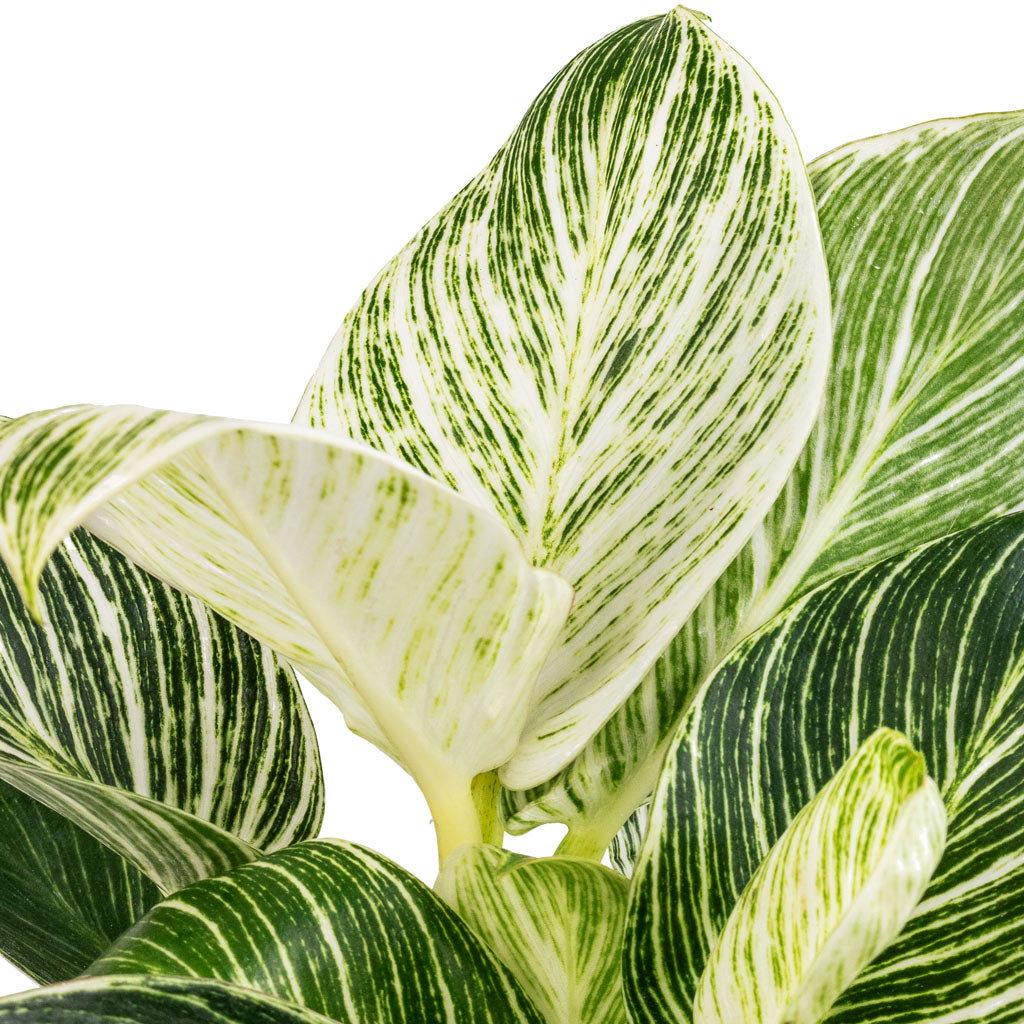 Philodendron Birkin - White Wave - Leaves