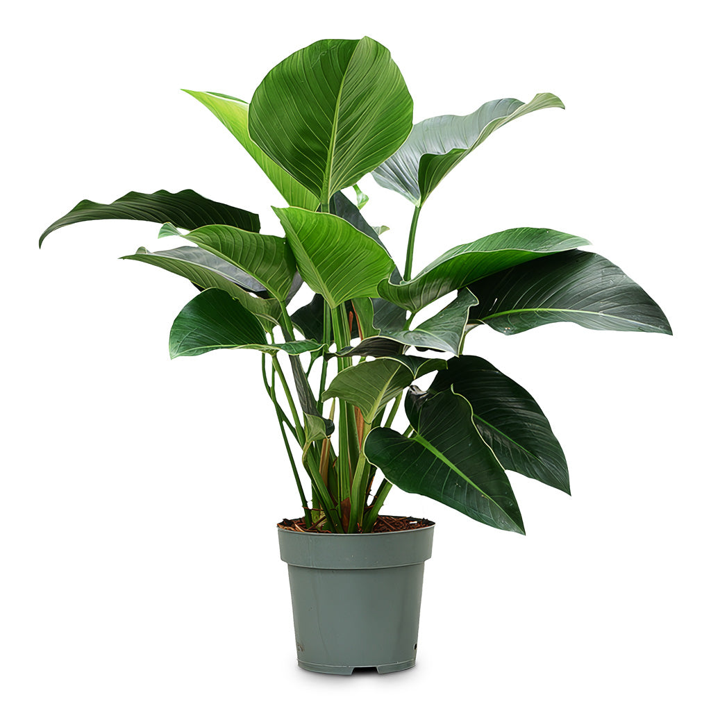 Philodendron Green Beauty 27x80cm