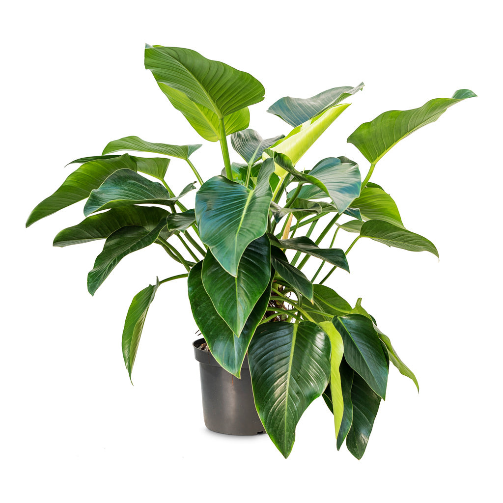 Philodendron Green Beauty - 30 x 110cm