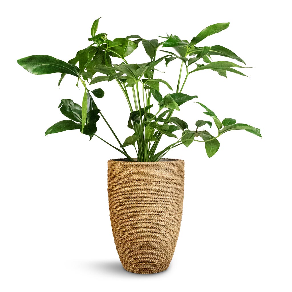 philodendron green wonder care Philodendron Green Wonder - Quality Houseplants | Hortology
