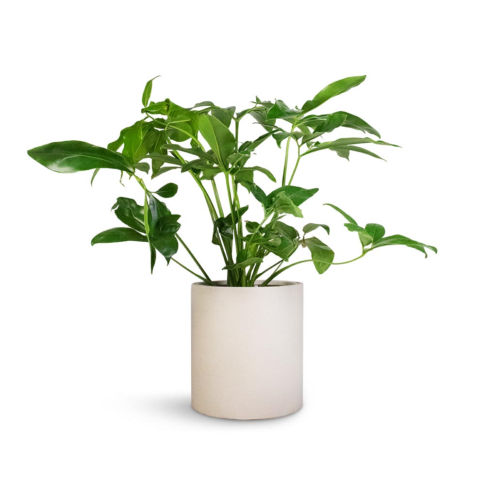 Philodendron Green Wonder & Refined Planter - Natural White