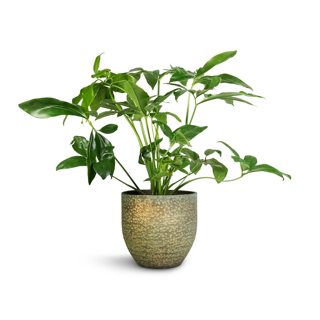 Philodendron Green Wonder &amp; Rinca Plant Pot - Shiny Green