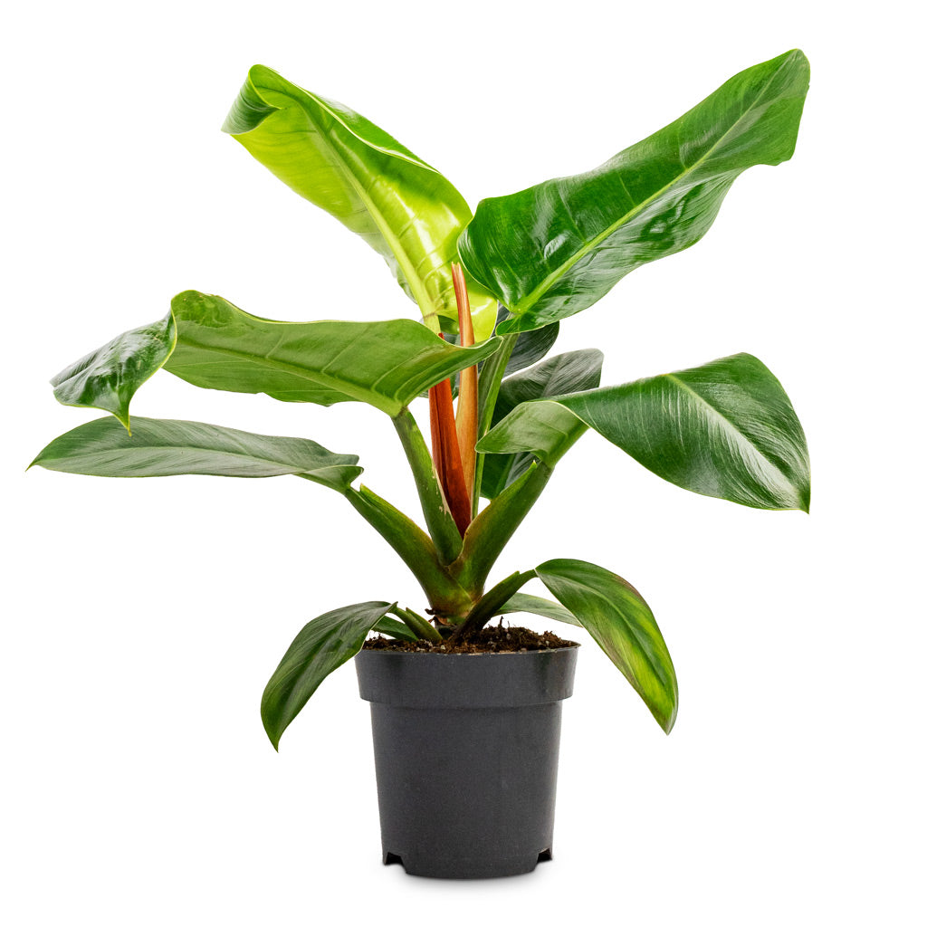 philodendron imperial green big Philodendron Imperial Green Houseplants | Hortology