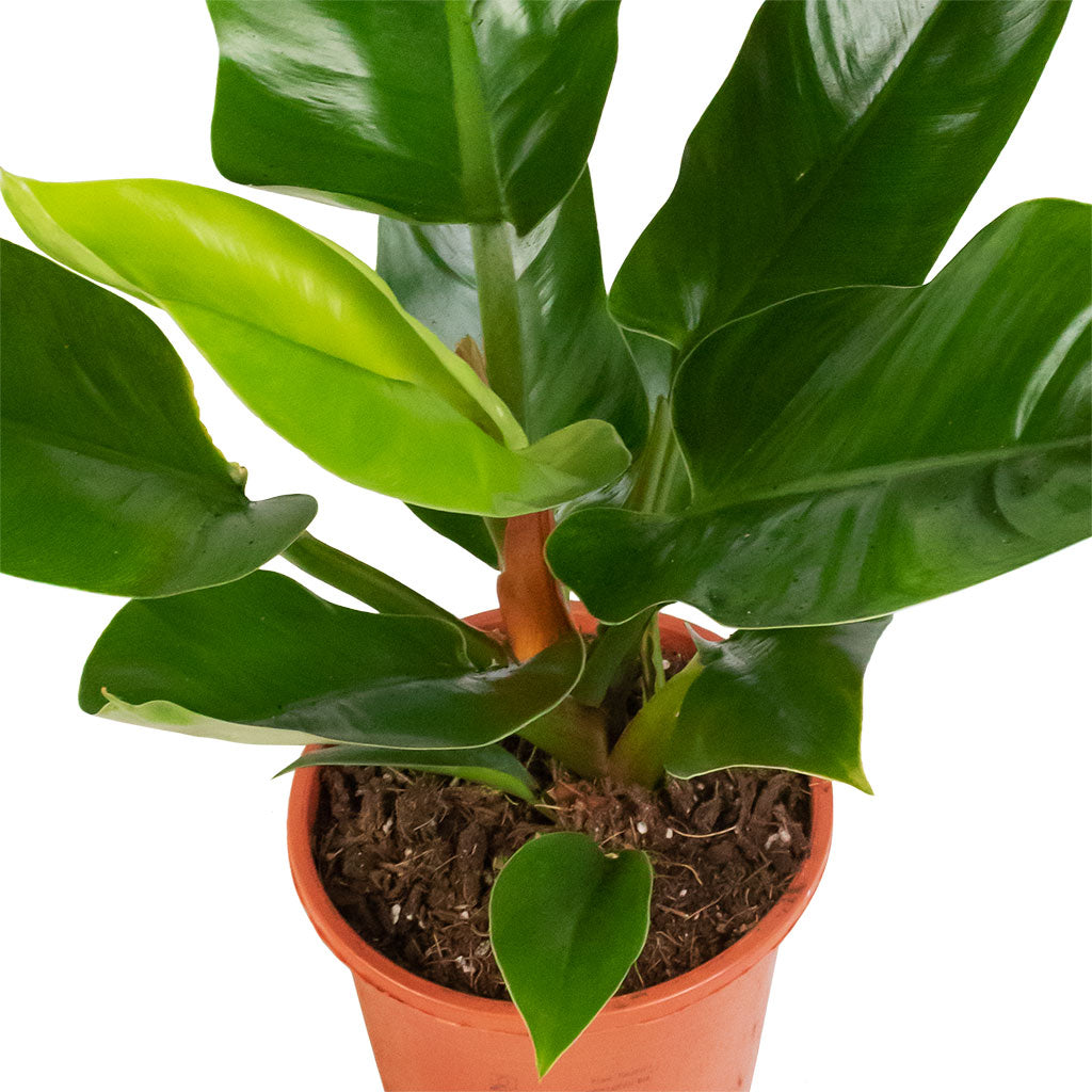 Philodendron Imperial Green Houseplants | Hortology - HORTOLOGY