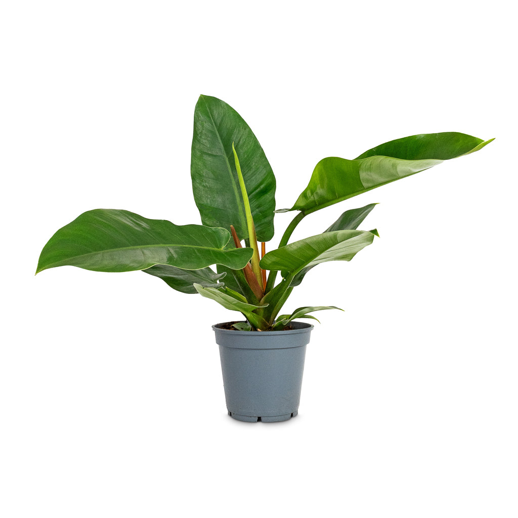 Philodendron Imperial Green - 17 x 50cm