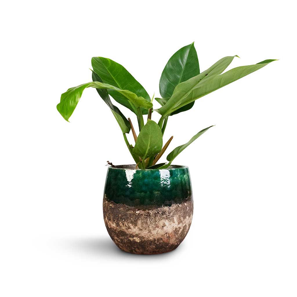 Philodendron Imperial Green & Lindy Plant Pot - Black Green