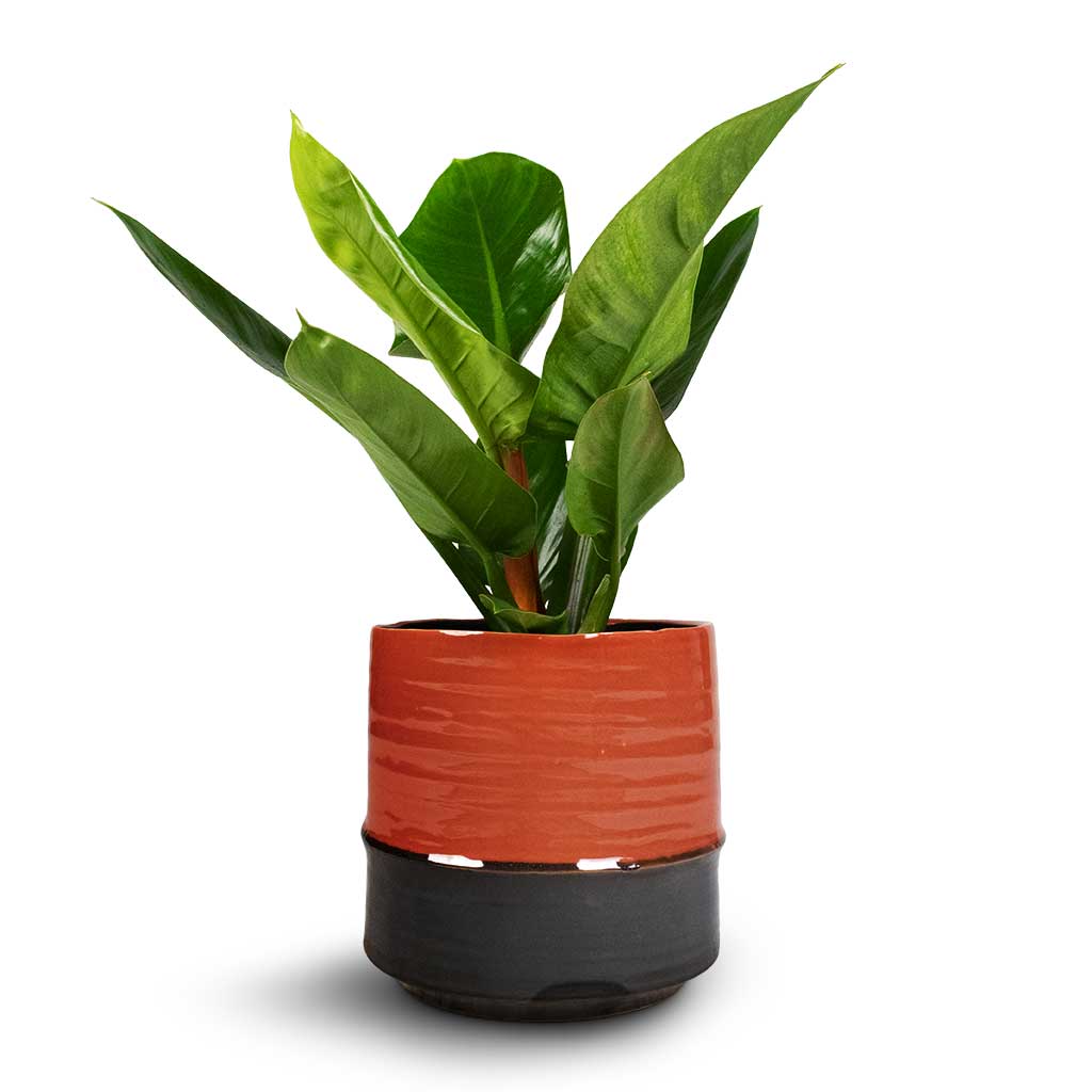 Philodendron Imperial Green & Marlijn Plant Pot - Coral