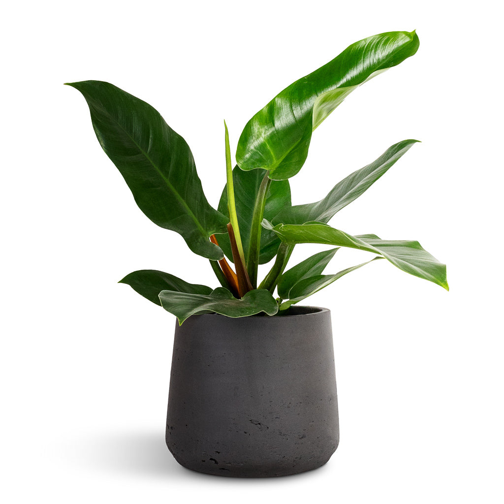 Philodendron Imperial Green &amp; Patt Plant Pot - Black Washed