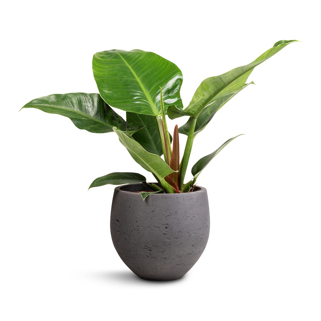Philodendron Imperial Green & Mini Orb Kevan Plant Pot - Black Washed
