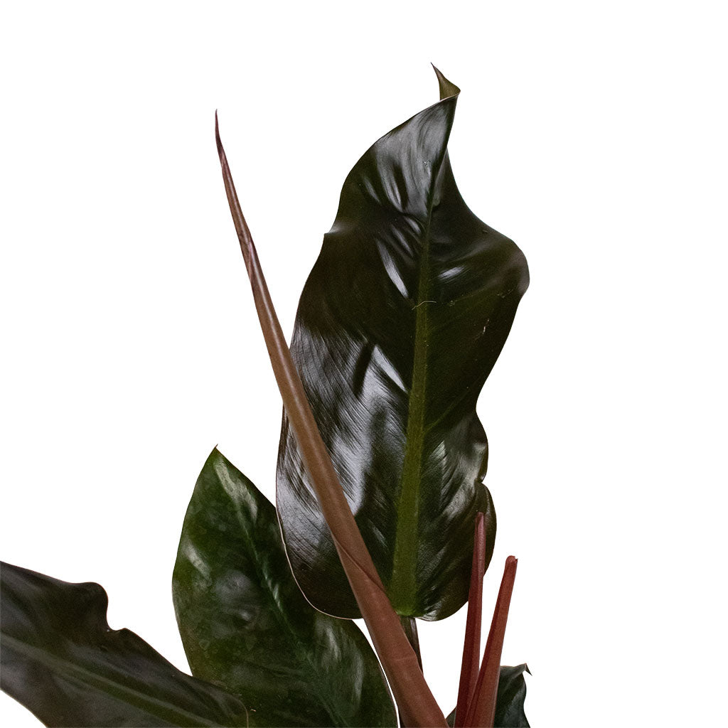 Philodendron Imperial Red & Duncan Plant Pot - Rust