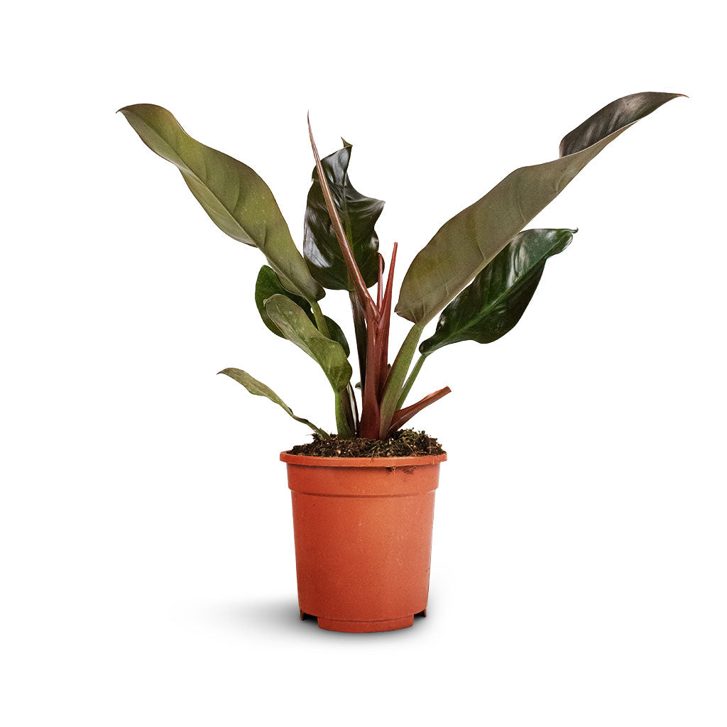 philodendron imperial red mature Philodendron Imperial Red Plants - Quality Houseplants | Hortology