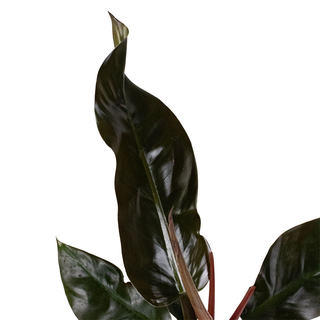 Philodendron Imperial Red