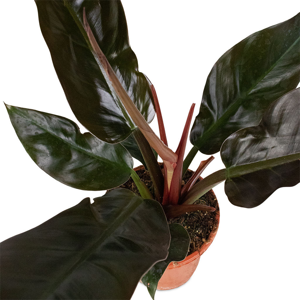Philodendron Imperial Red Plants - Quality Houseplants | Hortology