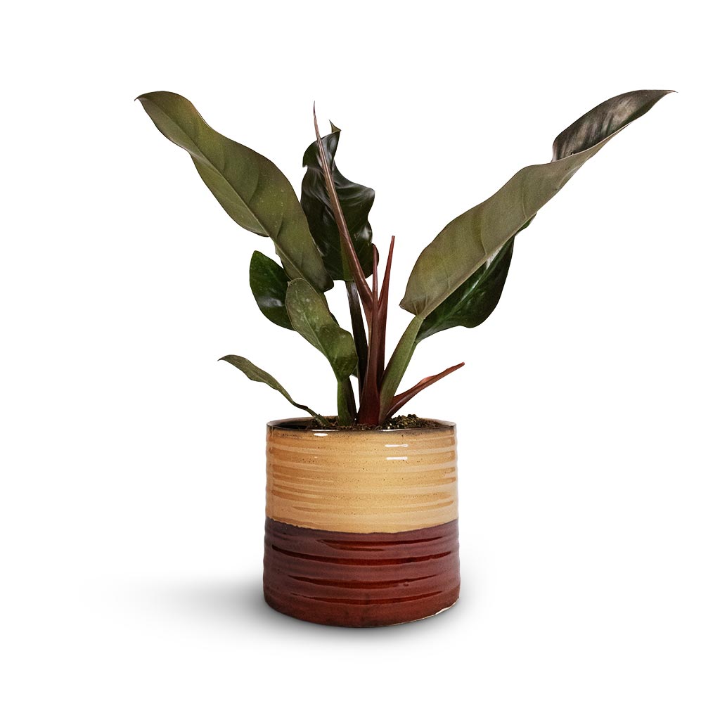 Philodendron Imperial Red & Didi Plant Pot - Rustic Red Dip