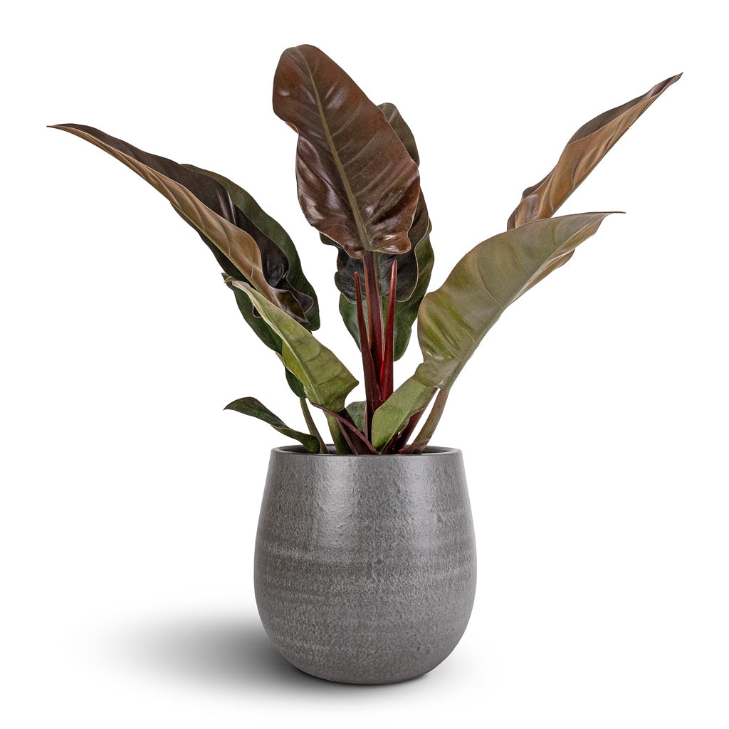 Philodendron Imperial Red & Esra Plant Pot - Mystic Grey