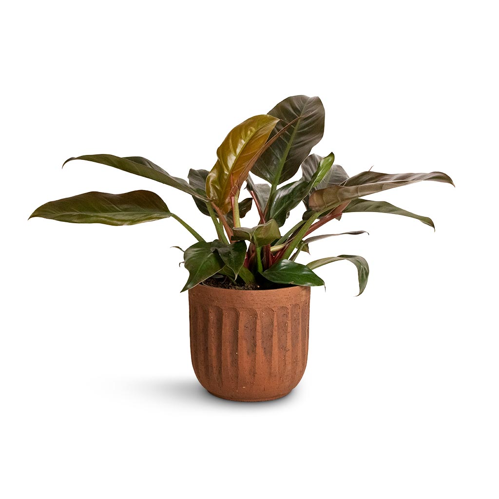 Philodendron Imperial Red & Duncan Plant Pot - Rust