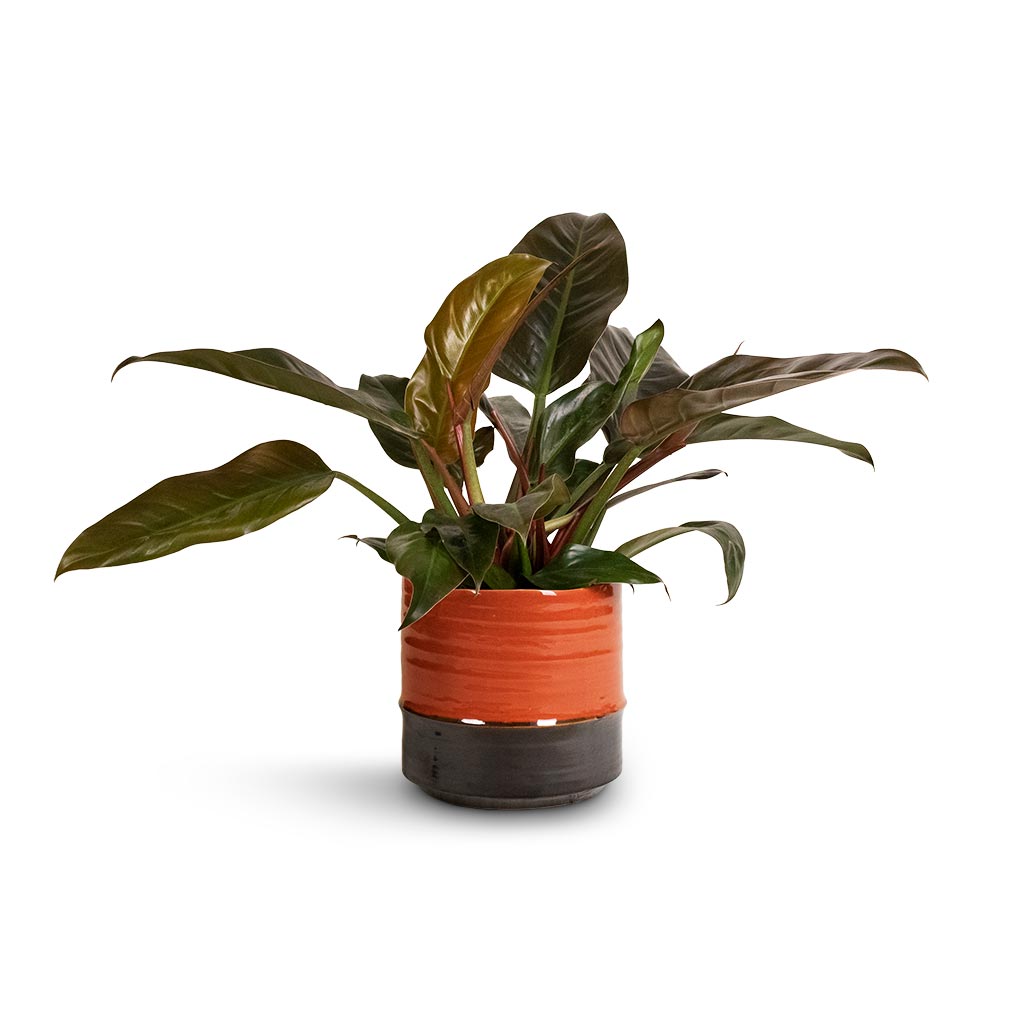 Philodendron Imperial Red & Marlijn Plant Pot - Coral