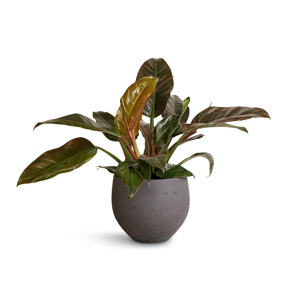 Philodendron Imperial Red & Mini Orb Kevan Plant Pot - Black Washed