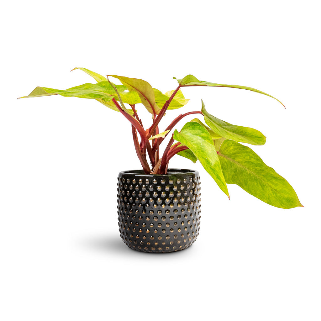 Philodendron Painted Lady - 12x30cm & Bolino Plant Pot Shiny Black - 18x15cm