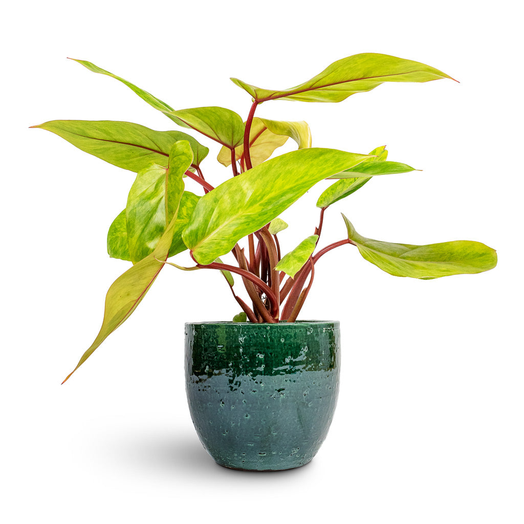 Philodendron Painted Lady - 12x30cm & Jolin Plant Pot Forest - 16x14cm