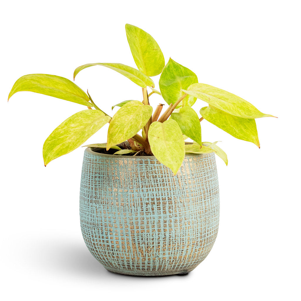 Philodendron Painted Lady - 12x30cm House Plant In Ryan Pot Blue Gold - 15x13cm